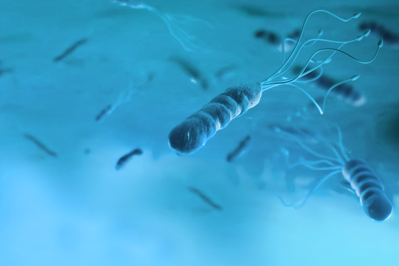 Helicobacter pylori